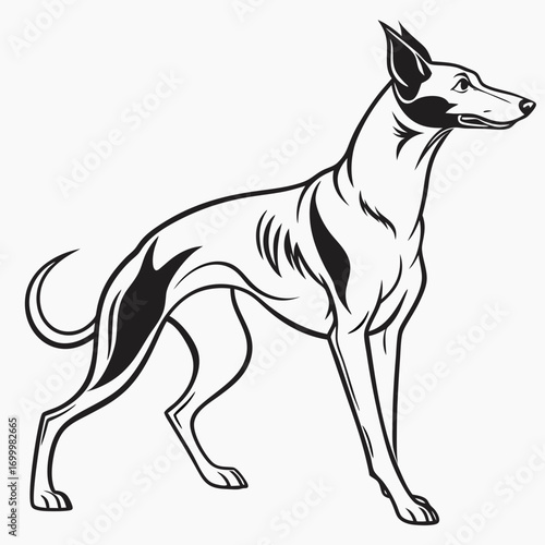 Elegant Sighthound Dog Vector Illustration.