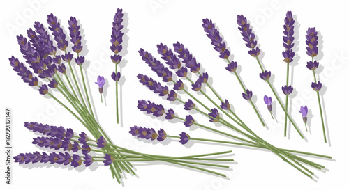 Detailed Lavender Flower Vector Illustration for Aromatherapy, Botanical Studies, and Natural Product Design showcasing delicate purple flowers and green stems for various creative projects.