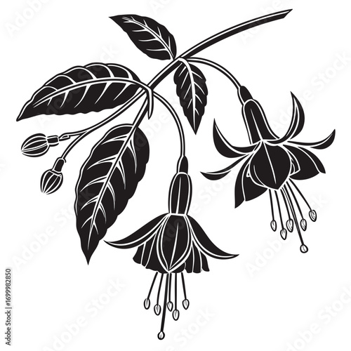 Fuchsia Flowers and Leaves Botanical Vector Illustration.