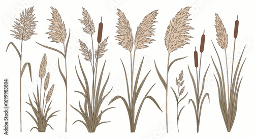 Elegant Botanical Illustration of Pampas Grass and Cattails for Decorative Print and Natural Aesthetic Design Elements.