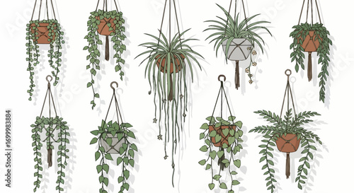 Artistic botanical illustration of hanging houseplants in macrame planters for indoor decoration and sustainable living promotion. Ideal for home decor, gardening guides.