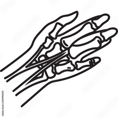 Hand bones anatomy isolated on white background human hand skeletal system, carpal bones, metacarpal bones, and phalanges in a minimalist line art style drawing