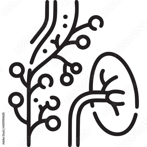Illustration of the human lymphatic system isolated on white background the lymphatic system is a network of tissues and organs that help rid the body of toxins, waste and other unwanted materials