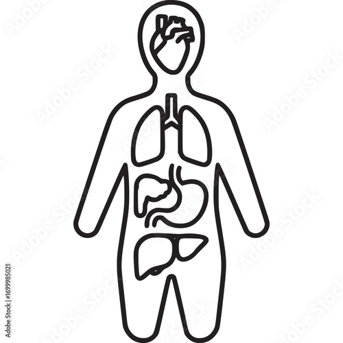 Human internal organ line icon isolated on white background this minimalist vector illustration depicts the human internal organs, providing a simplified view of the body