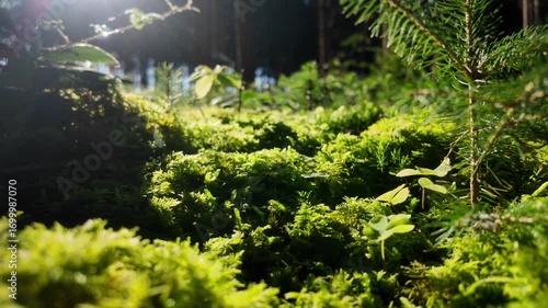 Moss and forest floor plants glow in gentle light play beneath the canopy