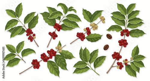 Botanical Illustration of Coffee Plant Branches with Ripe Red Berries and Green Leaves on White Background, Ideal for Coffee Industry Branding and Packaging Design