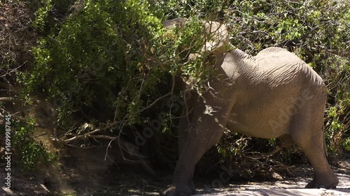 A large desert elephant bull uses his massive skull to work on dense bushes in a dry river valley. He finally uses his trunk to break off a thick branch and drop it to the ground.
