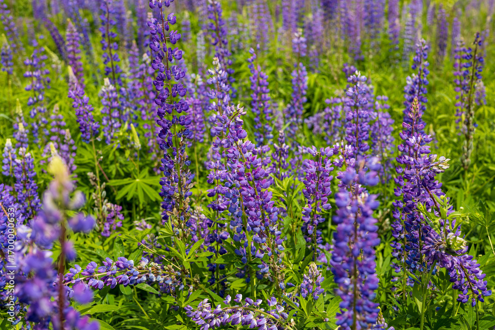 Obraz premium Vibrant purple lupine flowers bloom abundantly in a lush green meadow under bright sunlight. Beautiful wild flora creating a stunning natural landscape.
