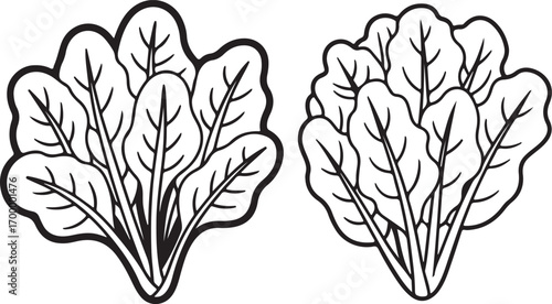 Spinach Greens A Collection of Leafy Vegetables for Healthy Eating and Nutritional Illustrations