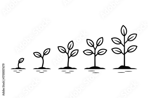 Stages of plant growth seedling to mature plant illustration