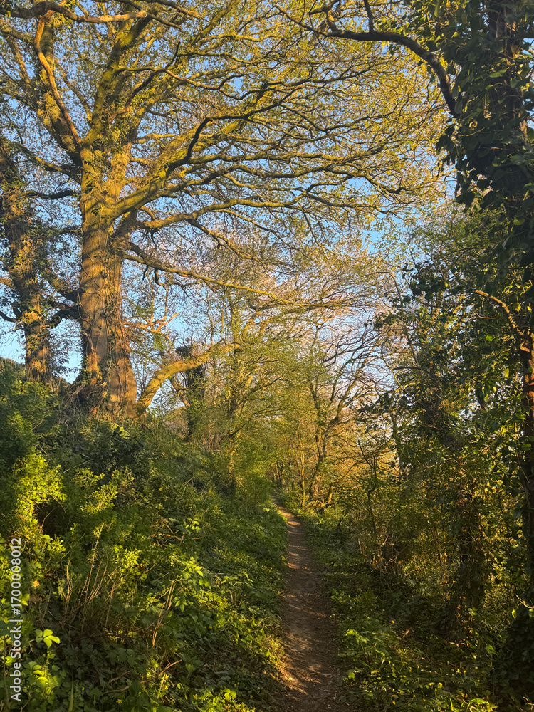 Obraz premium Tree lined rural path in Spring, Somerset, England