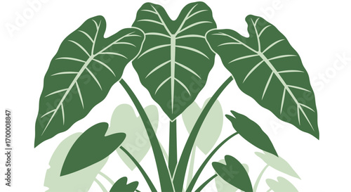 A stylized illustration of a lush green elephant ear plant with large, heart-shaped leaves and prominent veins, set against a white background.