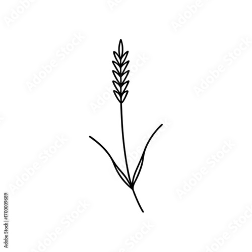 Simple line drawing of a wheat stalk art on transparent background