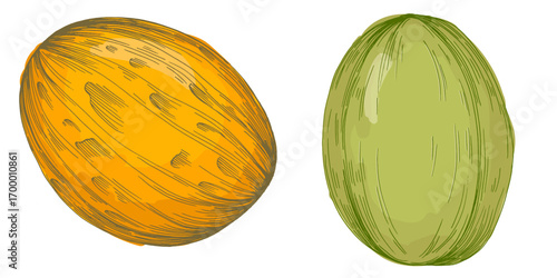 Melon fruit illustration, ripe cantaloupe vector, whole and sliced juicy tropical melon, fresh organic healthy food, summer dessert, vegetarian diet, hand drawn isolated clipart design.