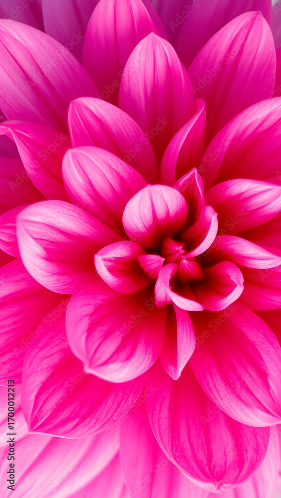 Fototapeta premium Close-up of a vibrant pink dahlia flower, showcasing its intricate petal arrangement and delicate texture.