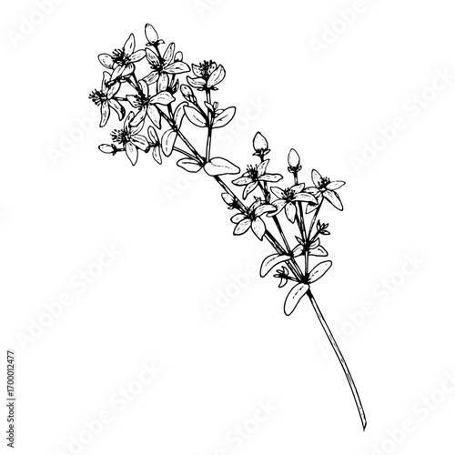 Hand drawn vector illustration of St Johns wort, Hypericum perforatum with flowering stem and leaves, traditional medicinal herb used for healing, tea, natural remedies, apothecary, botanical prints