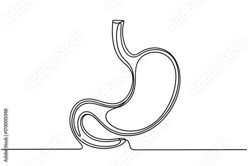 Line drawing of the human stomach anatomy
