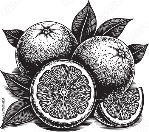 Illustration of oranges with leaves the artwork is a black and white drawing with intricate details and shading, creating a vintage aesthetic