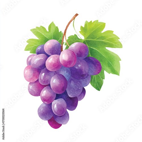 Luscious Purple Grapes with Green Leaves.