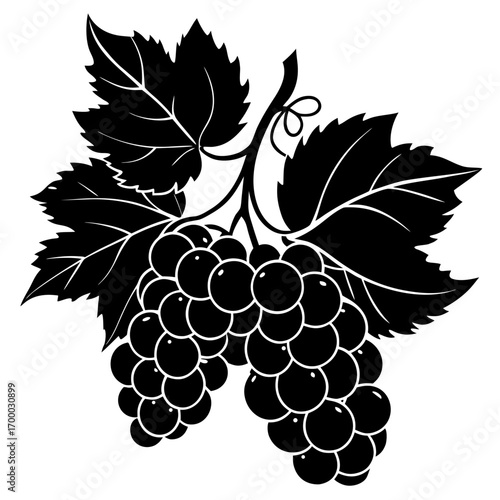 grapes vector illustration