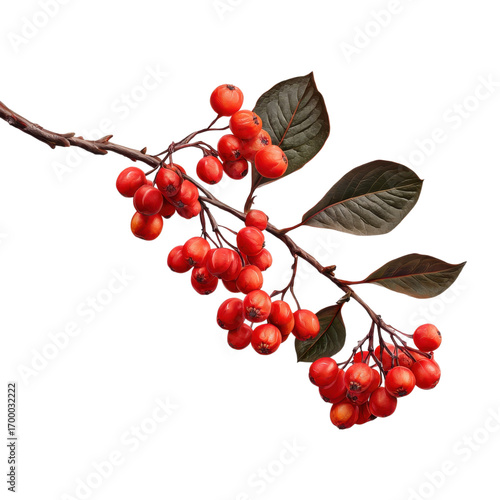 A branch adorned with vibrant red berries and rich green leaves brings a touch of nature indoors