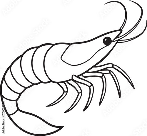 Simple line drawing of a shrimp vector illustration	