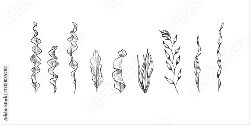  Hand drawn algae set. Set with seaweed. Sketch. Vector illustration