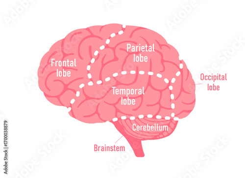 Vector illustration of human brain anatomy structure