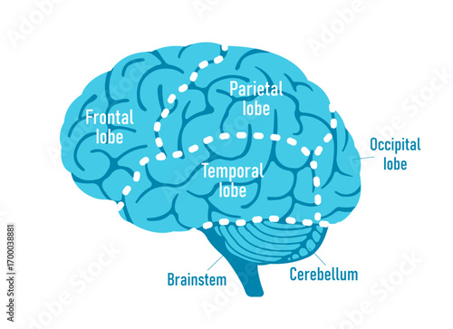 Vector illustration of human brain anatomy structure
