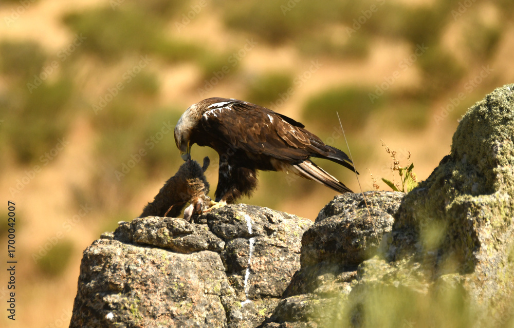 Fototapeta premium aguila imperial en el campo