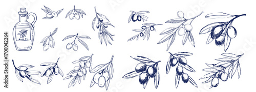 Hand drawn olive branches with leaves and berries ink sketches. For food and drink background