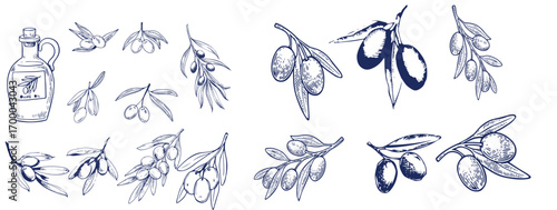 Hand drawn olive branches with leaves and berries ink sketches. For food and drink background