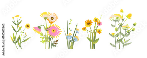Cartoon wildflower bouquet set with wild summer bunch and spring bush, groove floral illustration in bright seasonal style, decorative meadow flowers