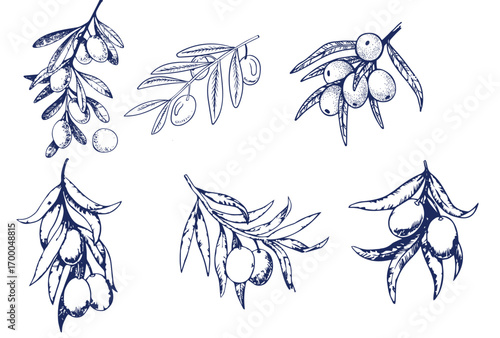 Hand drawn olive branches with leaves and berries ink sketches. For food and drink background