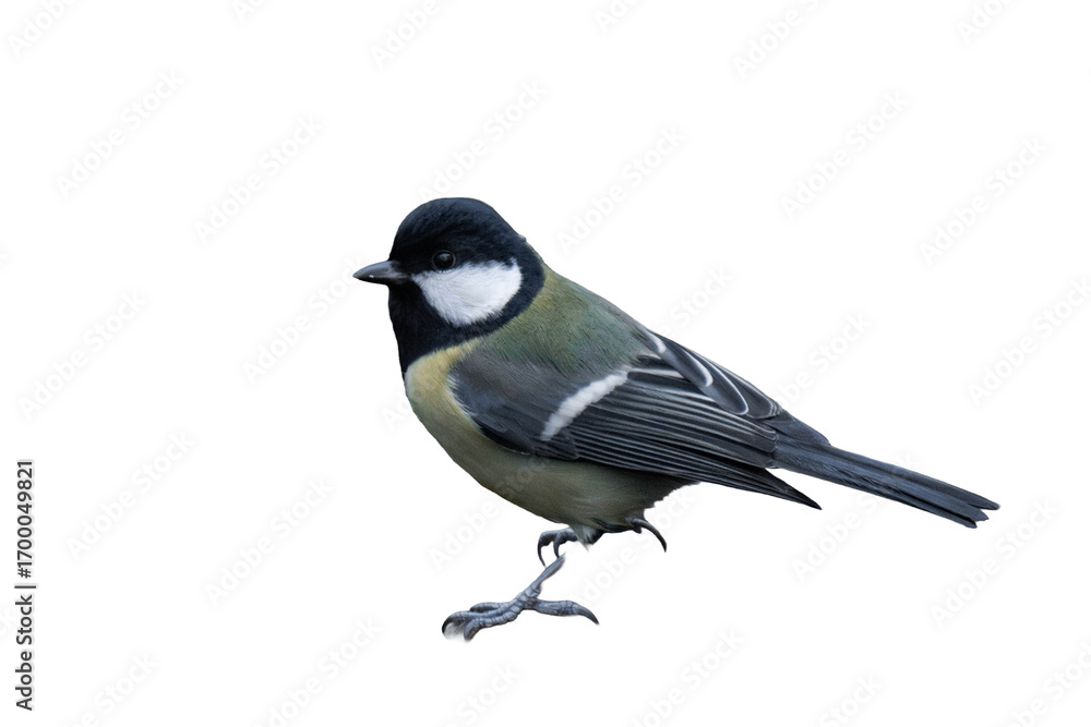 Obraz premium Great tit (Parus major) isolated, png with no background.