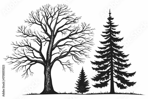 A black and white ink drawing of a bare deciduous tree and two evergreen coniferous trees of different sizes.