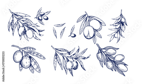 Hand drawn olive branches with leaves and berries ink sketches. For food and drink background