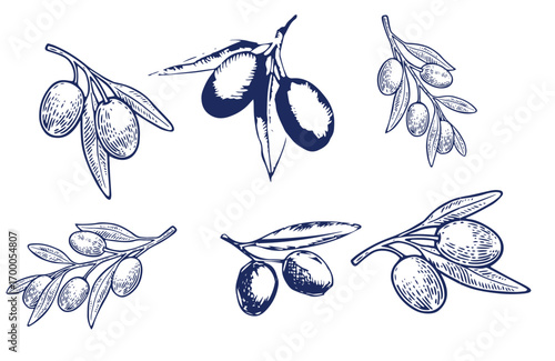 Hand drawn olive branches with leaves and berries ink sketches. For food and drink background