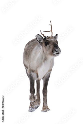 Reindeer or caribou (Rangifer tarandus) isolated, png with no background.	
