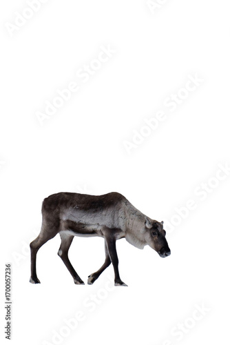 Reindeer or caribou (Rangifer tarandus) isolated, png with no background.	
