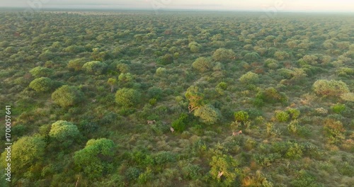 Aerial view of zebras grazing amongst the trees with lush green leaves, in the Tumbeta Reserve, Thabazimbi, South Africa.
