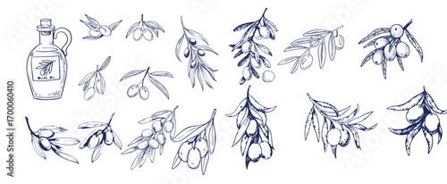Hand drawn olive branches with leaves and berries ink sketches. For food and drink background