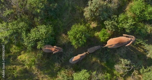 Aerial view of elephants walking through green bushes and low trees, creating a beautiful contrast of brown and green colors, Tumbeta Reserve, South Africa.