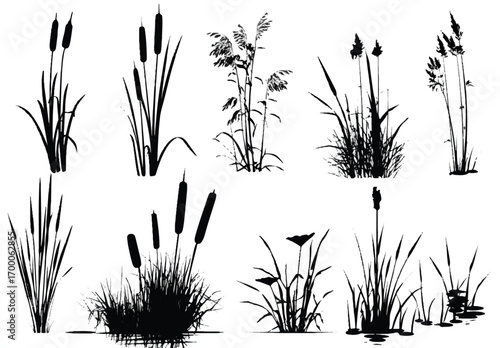 Diverse Silhouettes of Wetland Plants Including Cattails Reeds and Other Aquatic Vegetation in Black and White