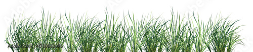 Set of frontal Acorus calamus (also called sweet flag, sway or muskrat root) isolated png on a transparent background perfectly cutout high resolution