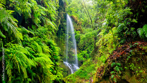 Photos Cascada de Los Tilos, La Palma, Canary Islands