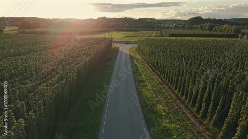 Bavarian Hallertau Hop field from top view as a fly over with a drone during harvest autumn season