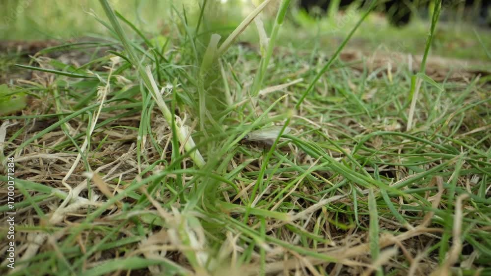 Macro of queen ant crawling through green blades of grass, ground level with shallow focus
