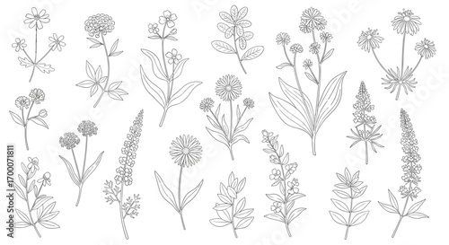 Collection of delicate hand drawn wildflower illustrations botanical elements for artistic designs