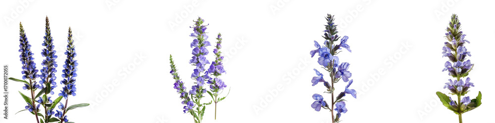Obraz premium Assorted digital images of vivid violet Salvia flowers with isolated backgrounds